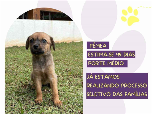 Cao SRD-ViraLata Medio Abaixo-de-2-meses