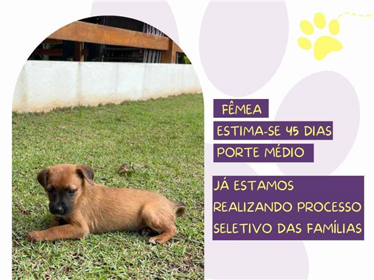 Cao SRD-ViraLata Medio Abaixo-de-2-meses