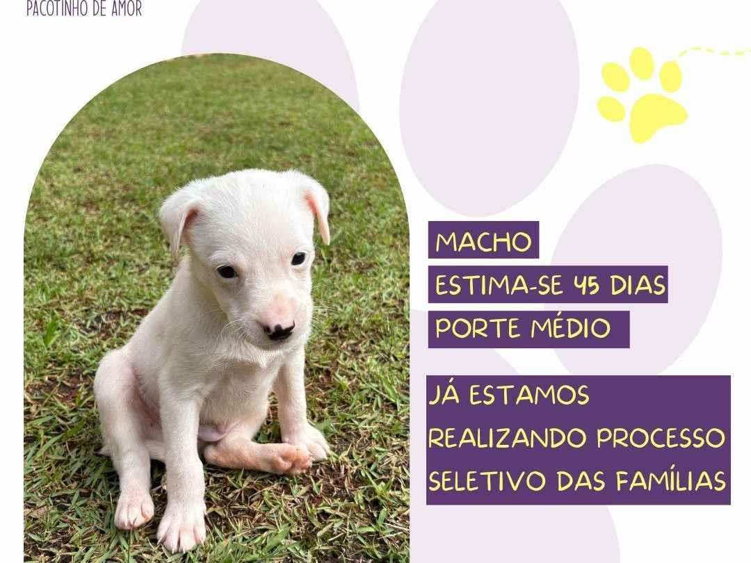 Bolero  para adoção | foto 1