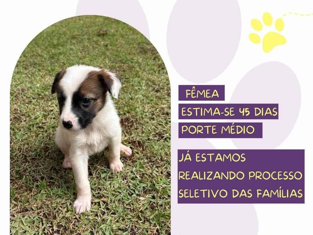 Salsa  para adoção | foto 1