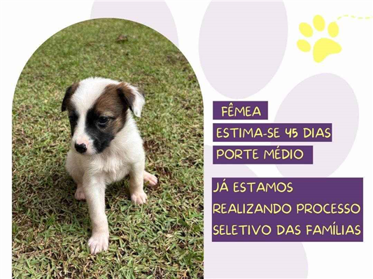 Cao SRD-ViraLata Medio Abaixo-de-2-meses