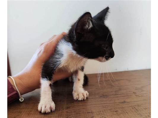 Gato - Fêmea PequenoAbaixo de 2 meses
