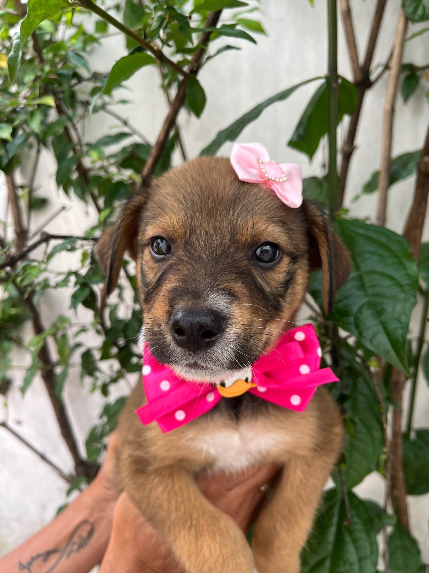 Minnie  para adoção | foto 3