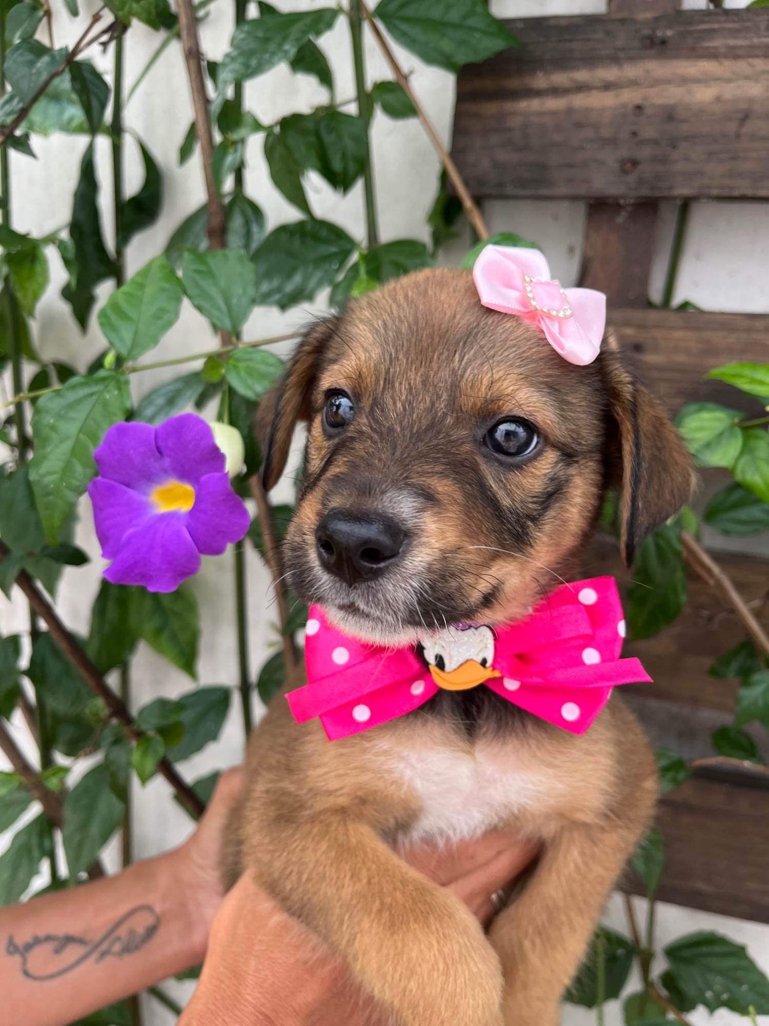 Minnie  para adoção | foto 4