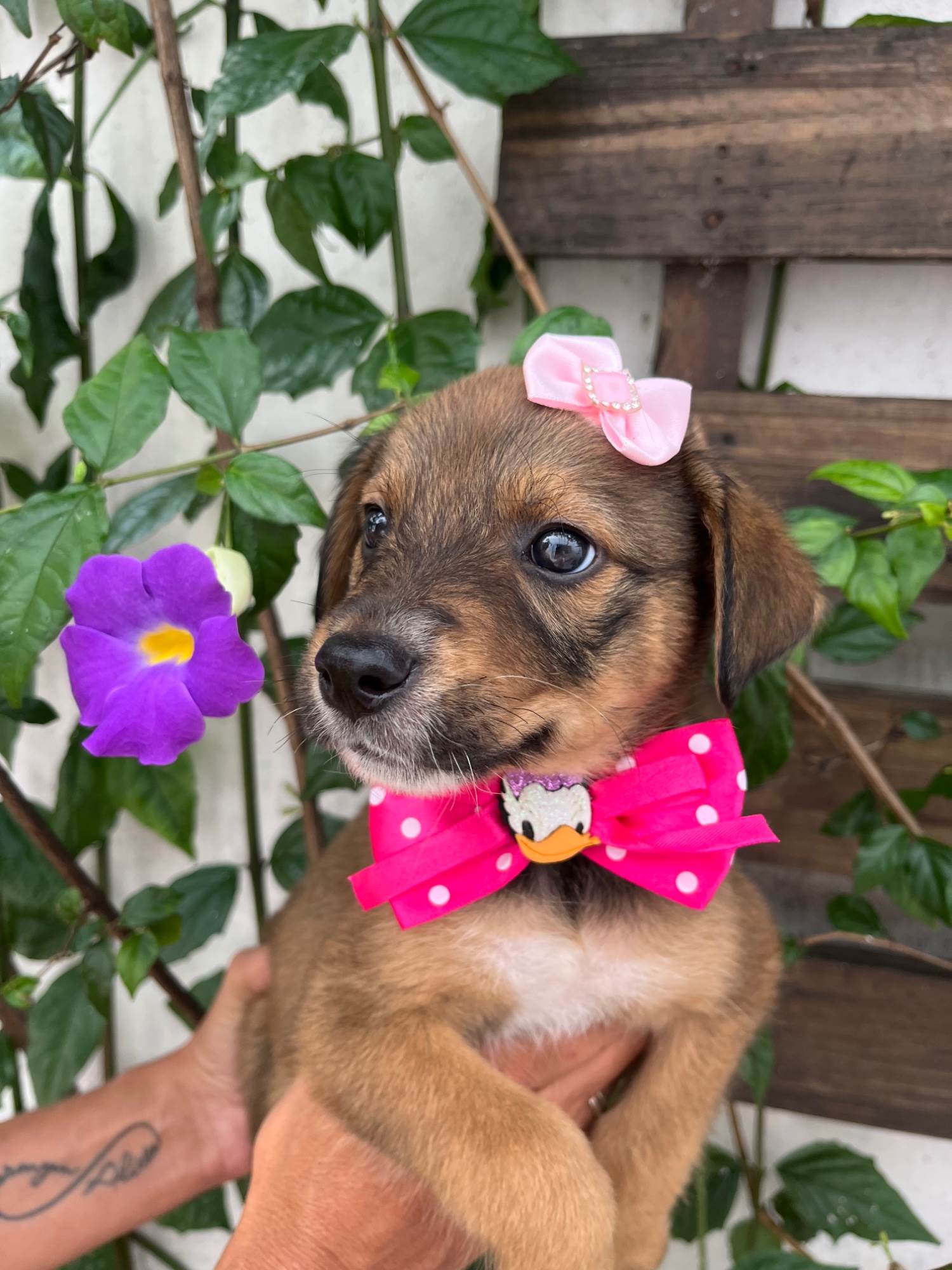 Minnie  para adoção | foto 5