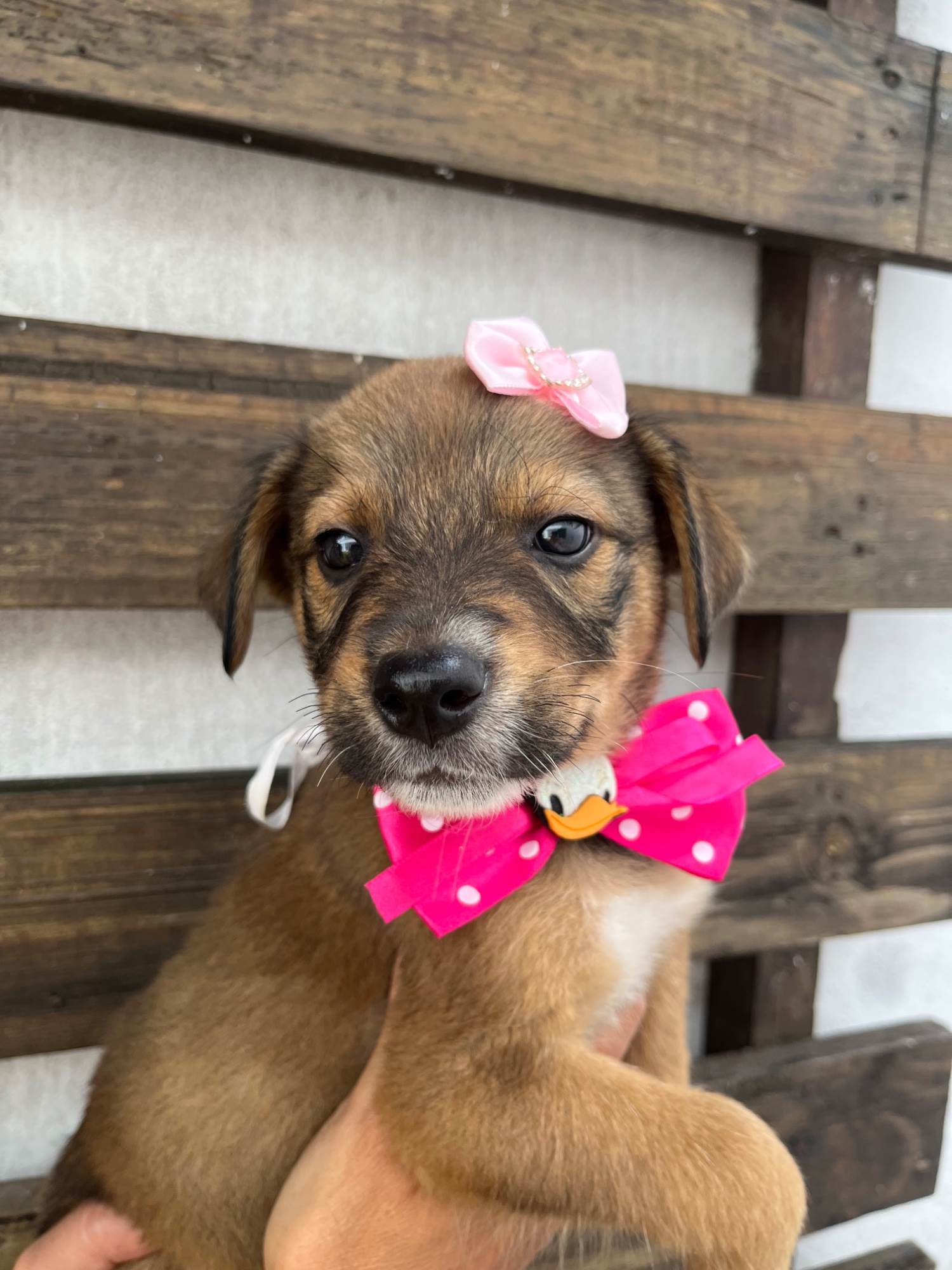 Minnie  para adoção | foto 6