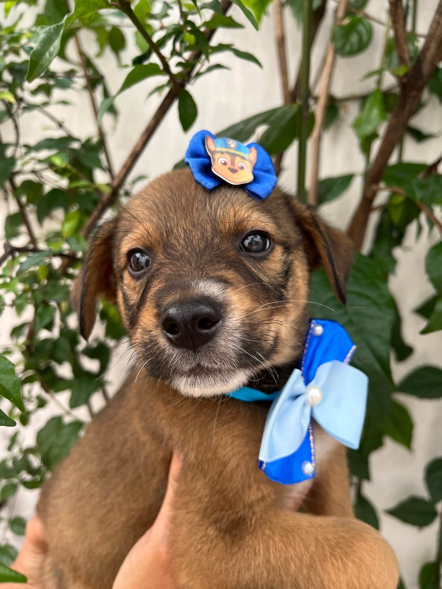 Minnie  para adoção | foto 7