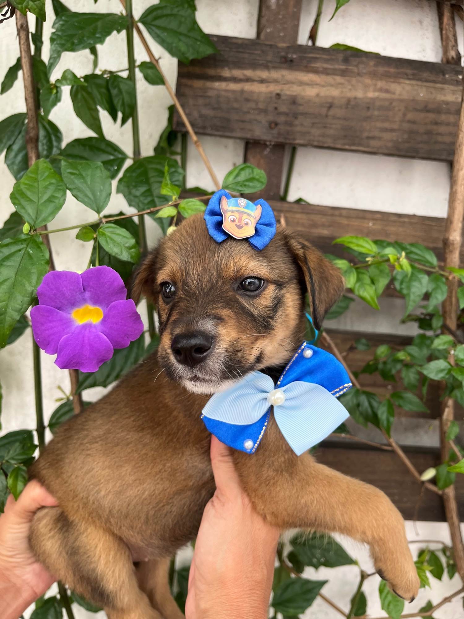 Minnie  para adoção | foto 8