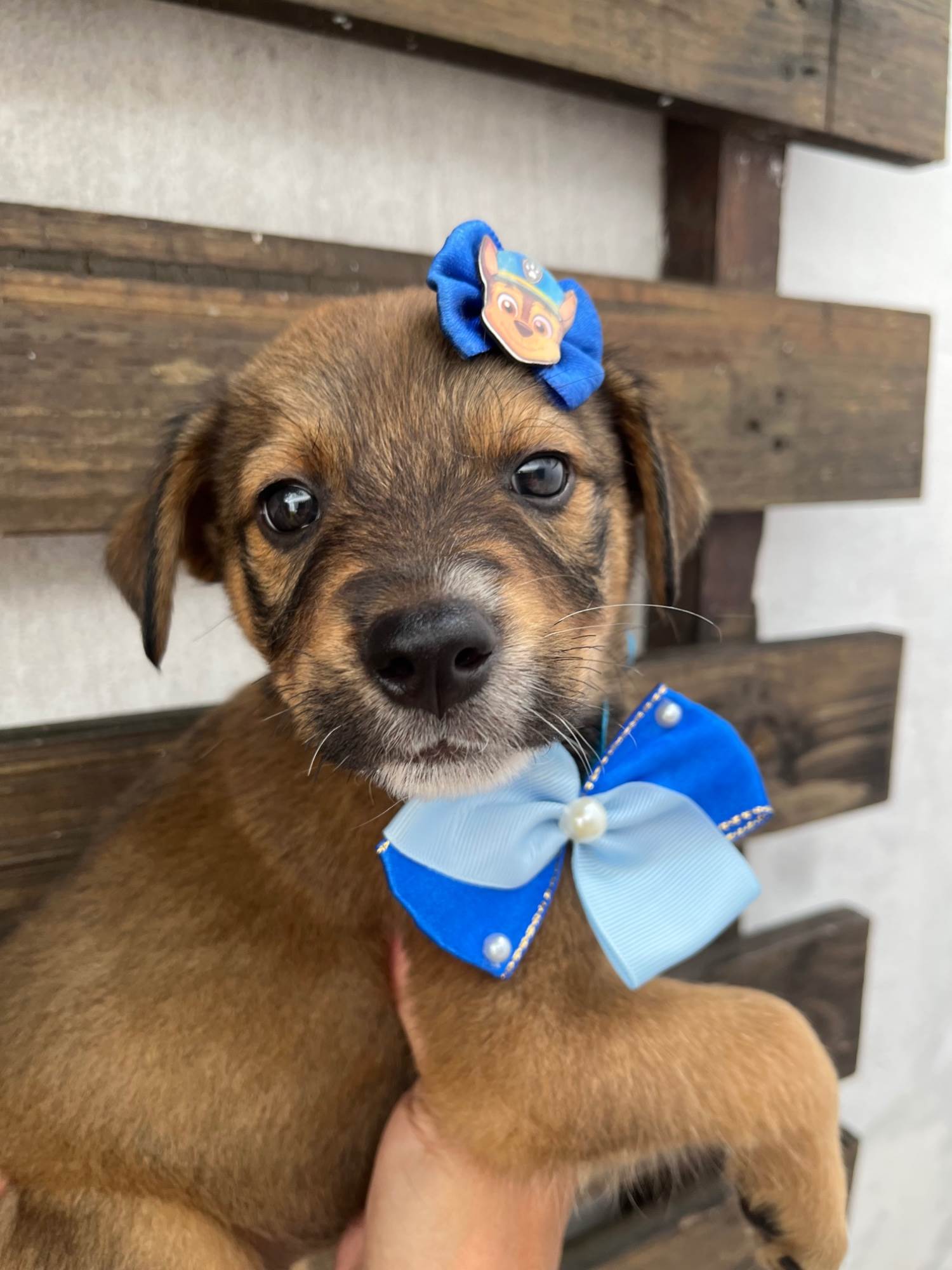 Minnie  para adoção | foto 9