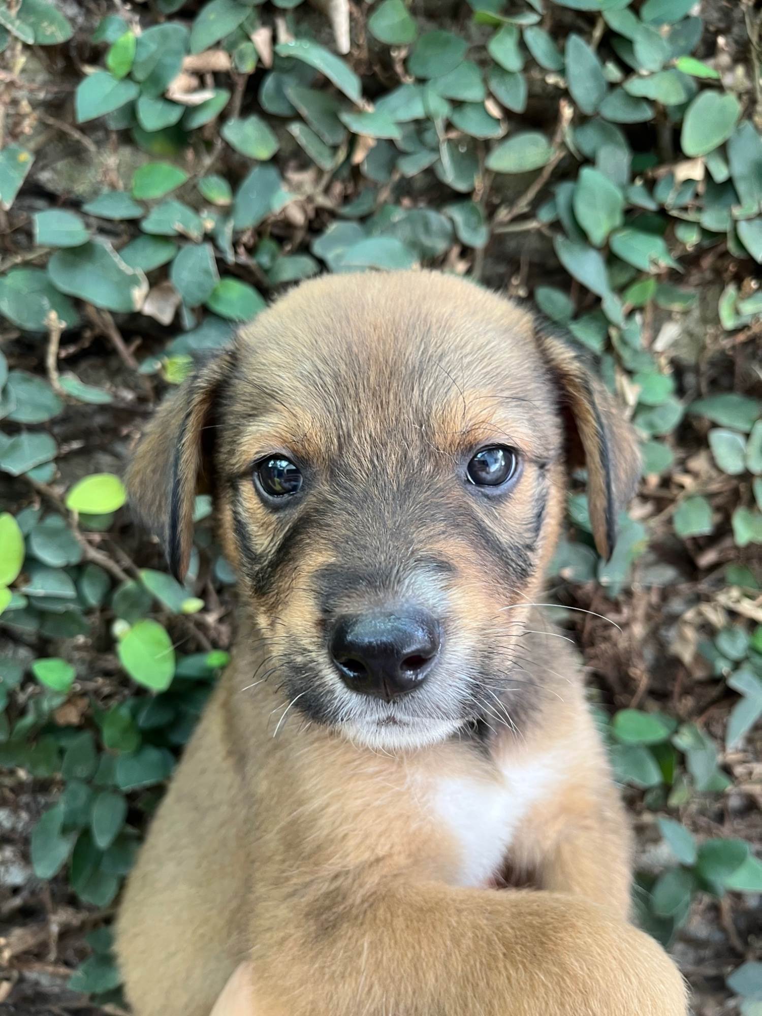 Minnie  para adoção | foto 11