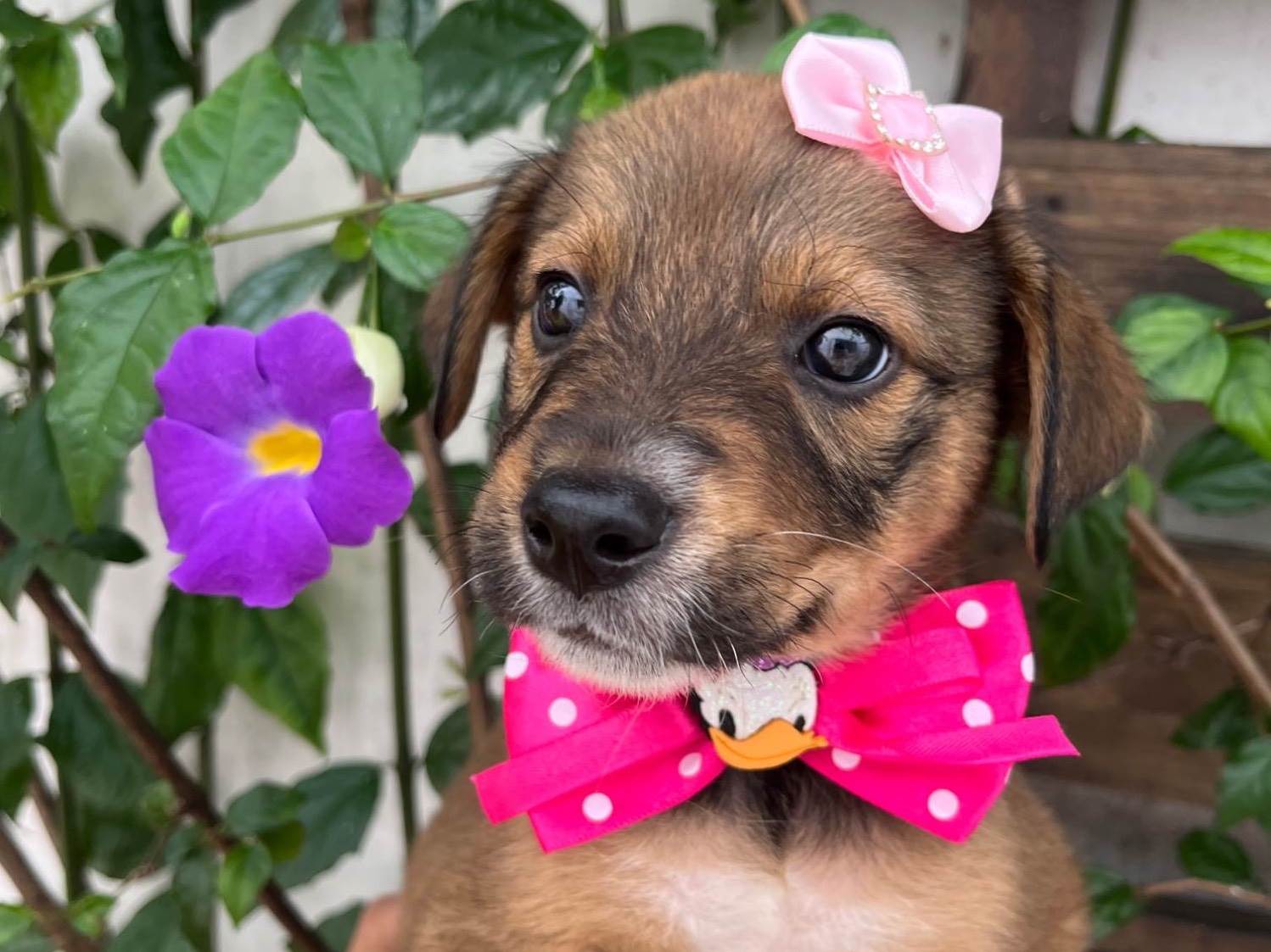 Minnie  para adoção | foto 1
