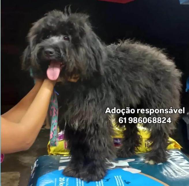 Rhudá  para adoção | foto 4