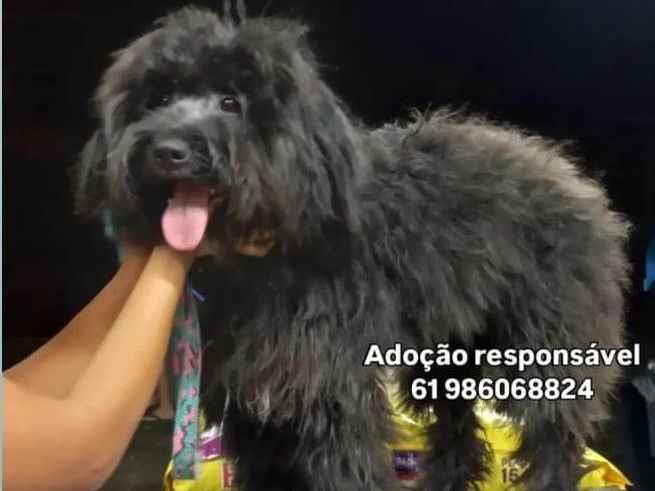 Rhudá  para adoção | foto 1