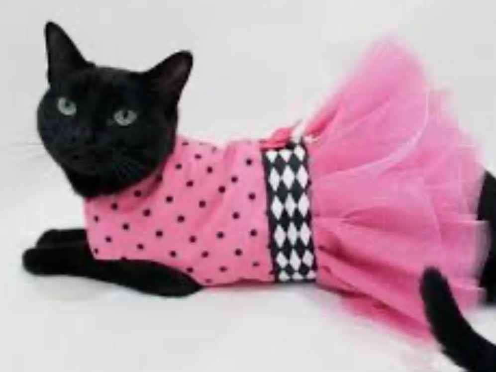 Rubi   para adoção | foto 1