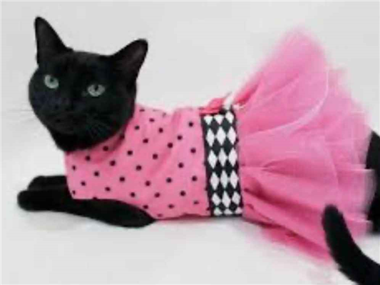 Gato SRD-ViraLata Pequeno 7-a-11-meses