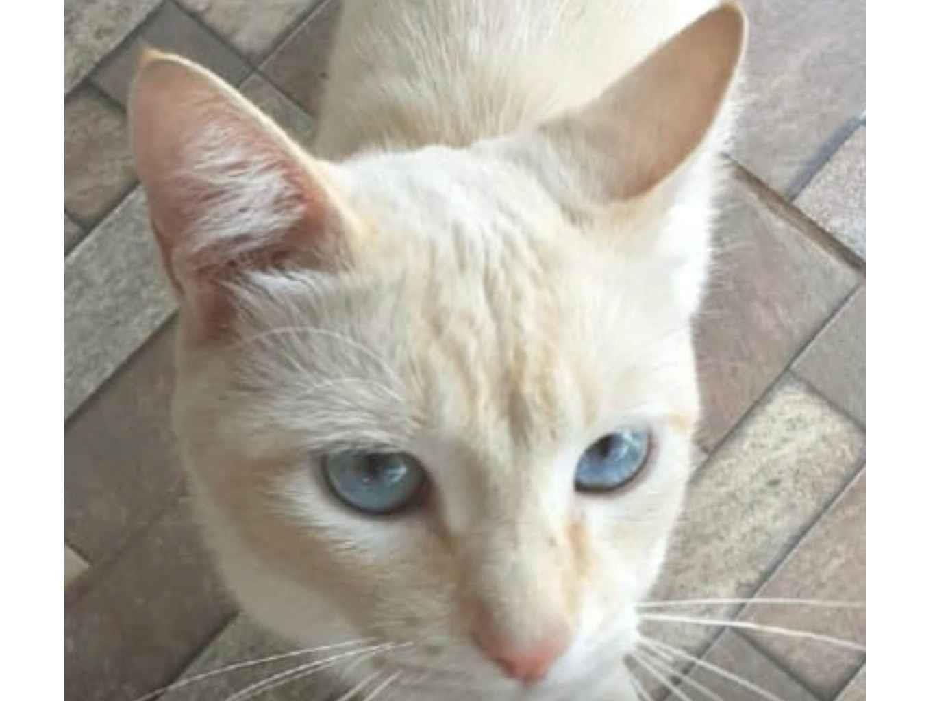 Blue   para adoção | foto 1
