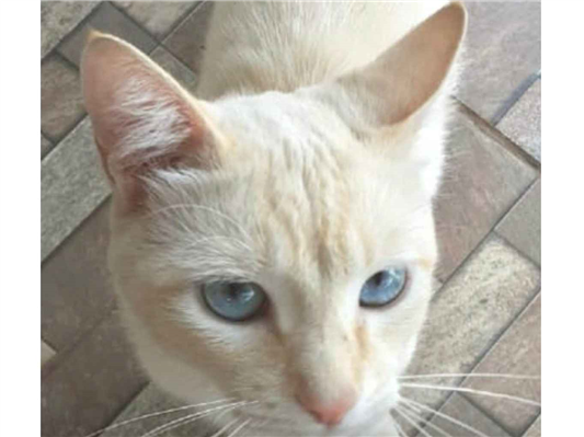Gato SRD-ViraLata Pequeno 7-a-11-meses