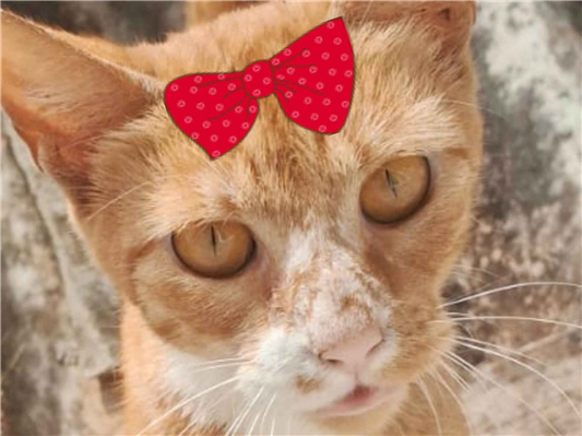 Gato SRD-ViraLata Pequeno 7-a-11-meses