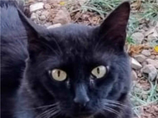 Gato SRD-ViraLata Pequeno 7-a-11-meses