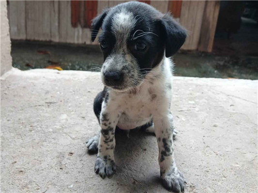 Cachorro cão para adoção Ambos Médio  Abaixo de 2 meses 