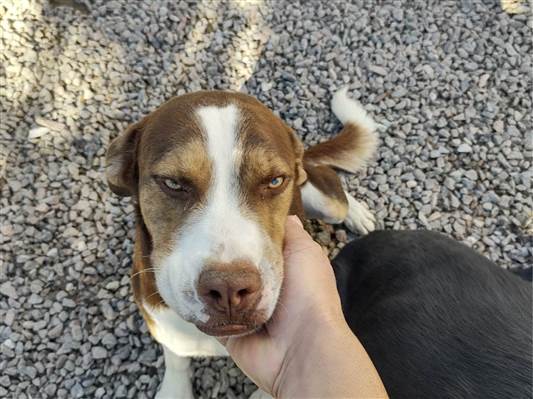 Cachorro cão para adoção Macho Pequeno 1 ano 