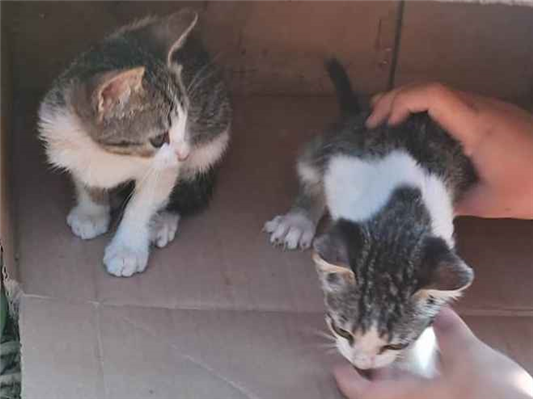 Gato - Ambos PequenoAbaixo de 2 meses
