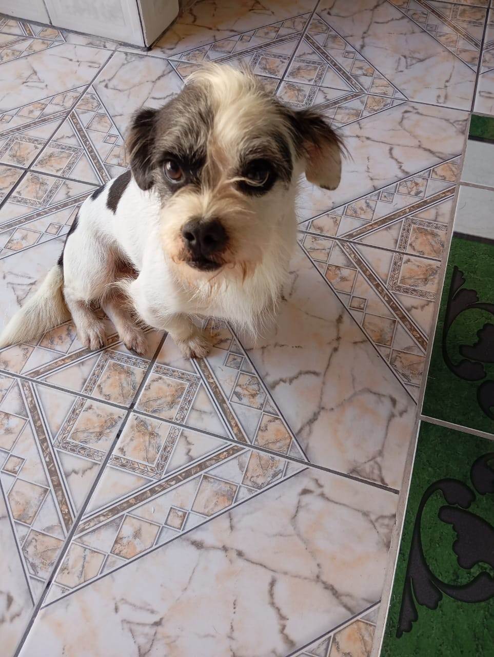 Thor  para adoção | foto 2