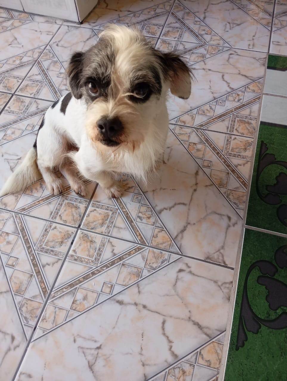 Thor  para adoção | foto 6
