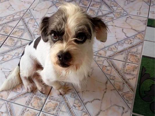 Cao Lhasa Apso Pequeno 1-ano