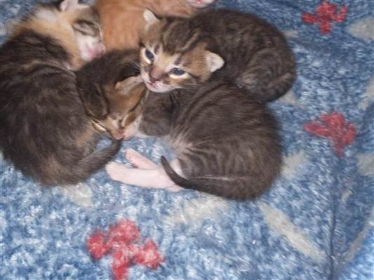 Gato para adoção Ambos Pequeno Abaixo de 2 meses