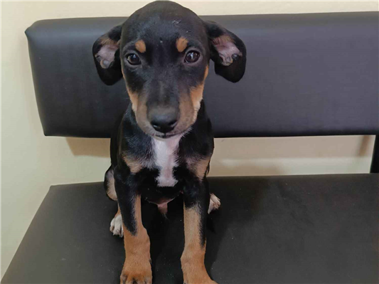 Cachorro cão para adoção Macho Médio  2 a 6 meses 