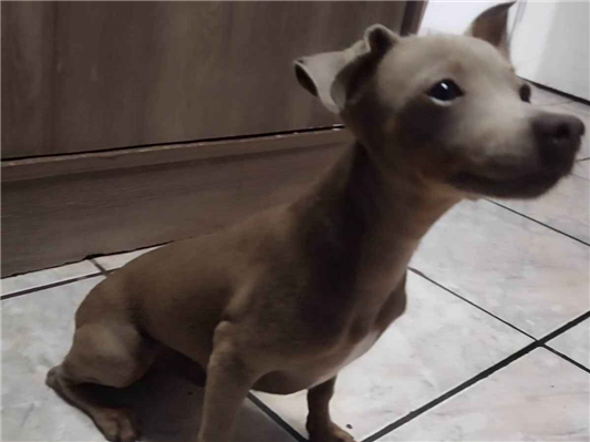 Cao - Macho Pequeno2 a 6 meses