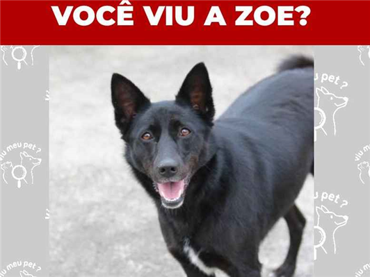Cao SRD-ViraLata Medio 4-anos