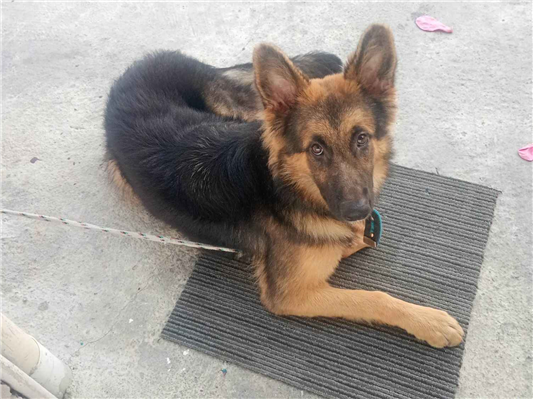 Cachorro cão para adoção Fêmea Pequeno 7 a 11 meses 