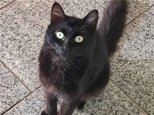 Gato para adoção Macho Pequeno 7 a 11 meses