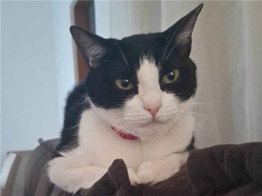 Gato Procura-Perdido Fêmea Médio 5 anos 