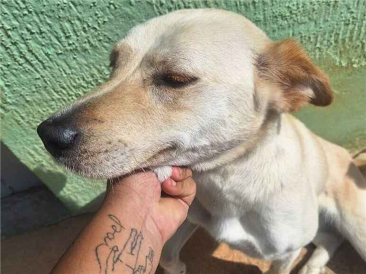 Cachorro cão para adoção Fêmea Médio  2 anos 