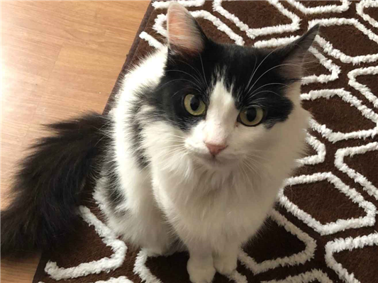 Gato para adoção Fêmea Pequeno 3 anos