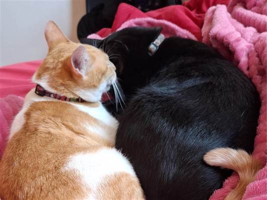 Gato para adoção Ambos Pequeno 3 anos