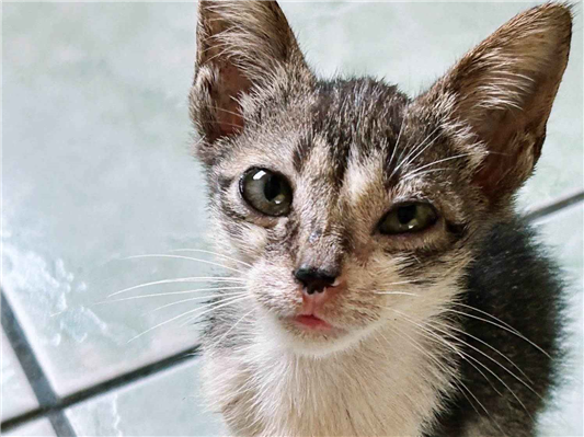 Gato para adoção Macho Pequeno 2 a 6 meses