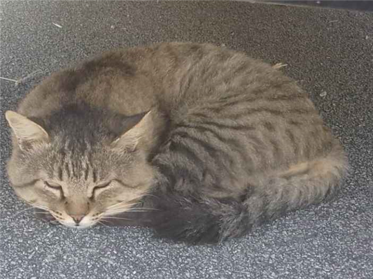 Gato para adoção Macho Médio 6 anos Acima
