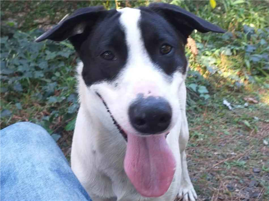 Cachorro cão para adoção Macho Médio  7 a 11 meses 
