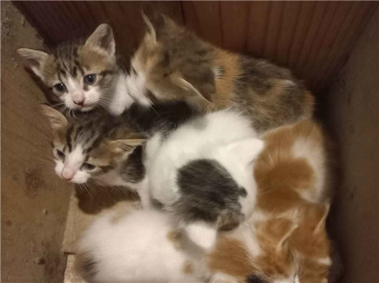 Gato para adoção Ambos Pequeno Abaixo de 2 meses