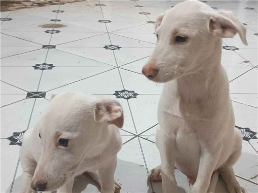 Cachorro cão para adoção Macho Médio  2 a 6 meses 