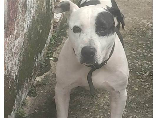 Cachorro cão para adoção Macho Grande 6 anos Acima 