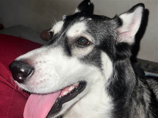 Cachorro cão para adoção Fêmea Grande 1 ano 