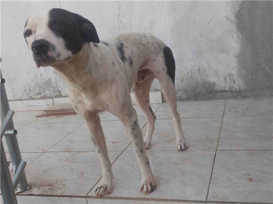 Cachorro cão para adoção Macho Médio  1 ano 