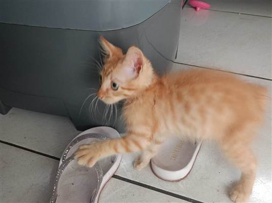Gato para adoção Fêmea Pequeno 2 a 6 meses