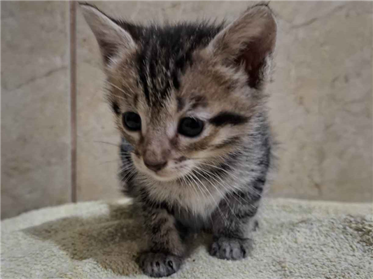 Gato para adoção Fêmea Pequeno 2 a 6 meses