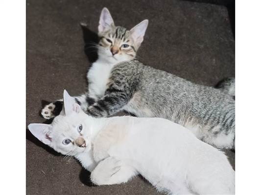 Gato para adoção Macho Pequeno 2 a 6 meses